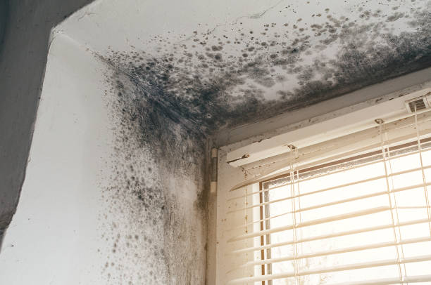 Affordable Mold Cleanup solutions in Hunt Valley, MD